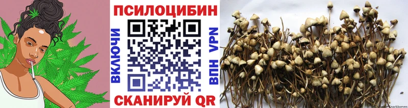 Галлюциногенные грибы Cubensis  сколько стоит  Томилино 